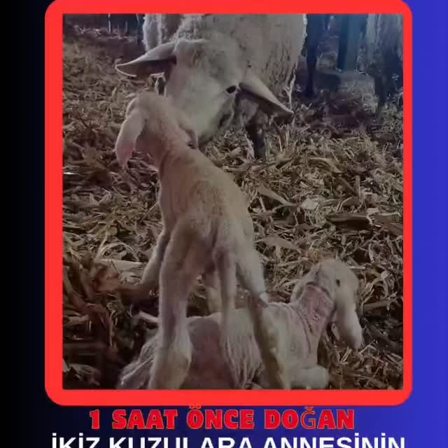 Sıfır6TV - Instagram Paylaşımı